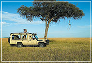 Game Drive, Sarova Mara Game Camp